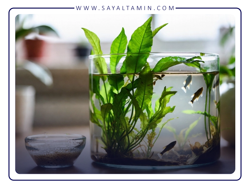 تنظیم میزان CO₂ تعادل میان گیاهان و ماهی‌ها