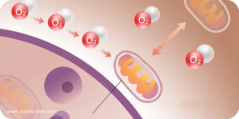 اکسیژن در متابولیسم سلولی و پیری